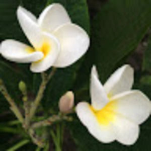 Meet your Posher, Joe